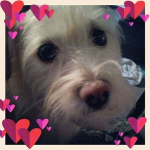 Meet your Posher, Pam